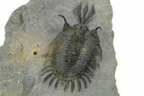 Short Trident Walliserops Trilobite - Timrzit, Morocco #273888-5